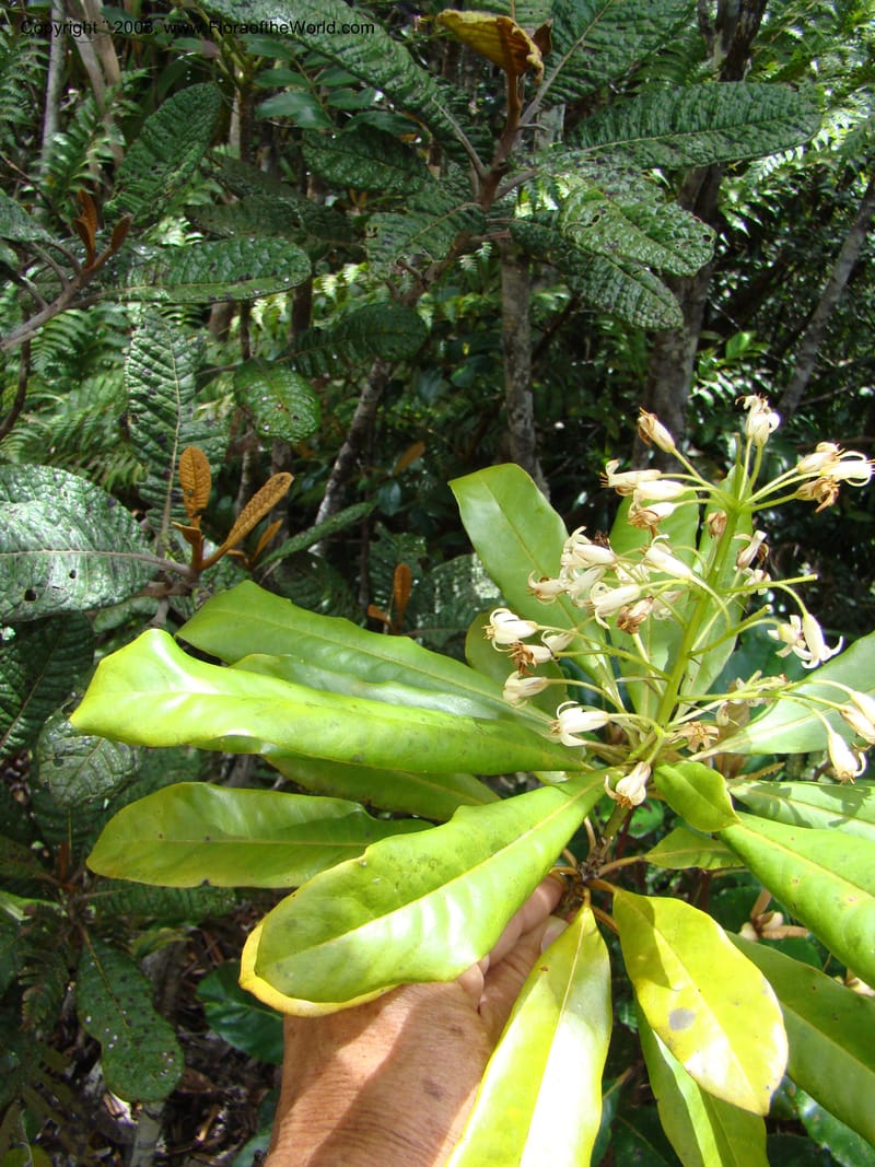 Pittosporum, CGemmill x--New Caledonia. Monts Dzumac. 20 Nov 07. 079.jpg