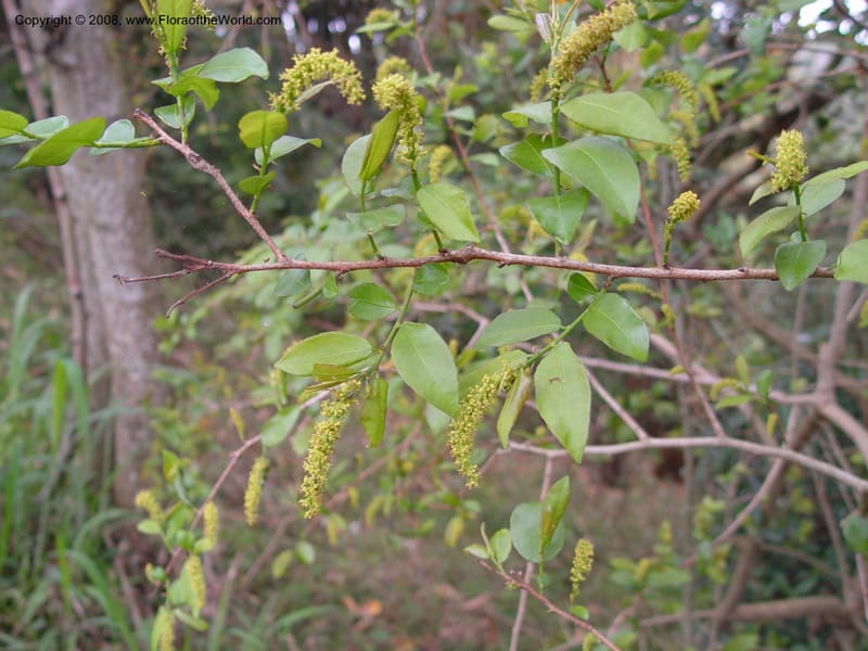 Sapium integerrimum--So. Africa. Durban. Zimbali Golf Estates. 3 Oct 03. 017.jpg