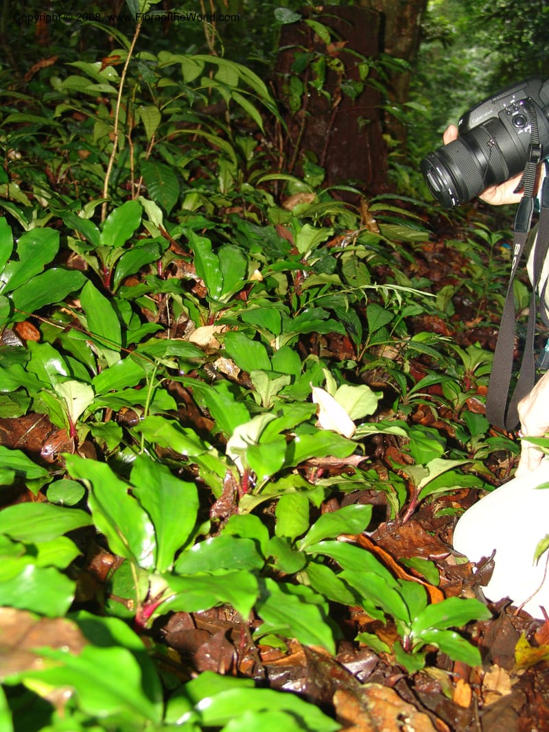 Palisota, MLeal1032--Gabon. Prov. Estuaire. Mondah For., Cap. Esterias. 11 Apr 06. 094.jpg