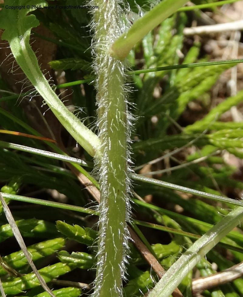 Pedicularis canadensis, Davidson, C 12963--North Carolina. Trans. Co. NC 215 and BRP. 12 May 2015. DSC04292 (60).JPG