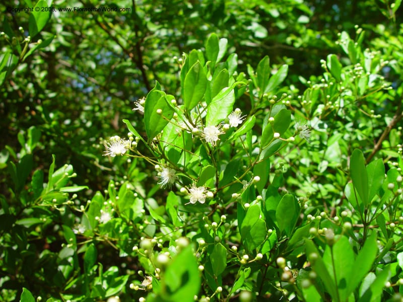 Myrcianthes fragrans--FL. Fairchild Tropical Gard. 7 Apr 03. 291.jpg
