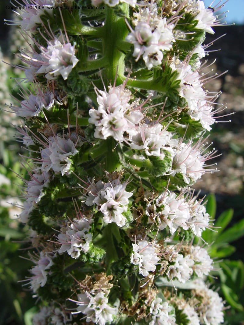 Echium hierrense, 2003.0310--Spain. Barcelona Botanic Garden. 21 Apr 04. 109.jpg