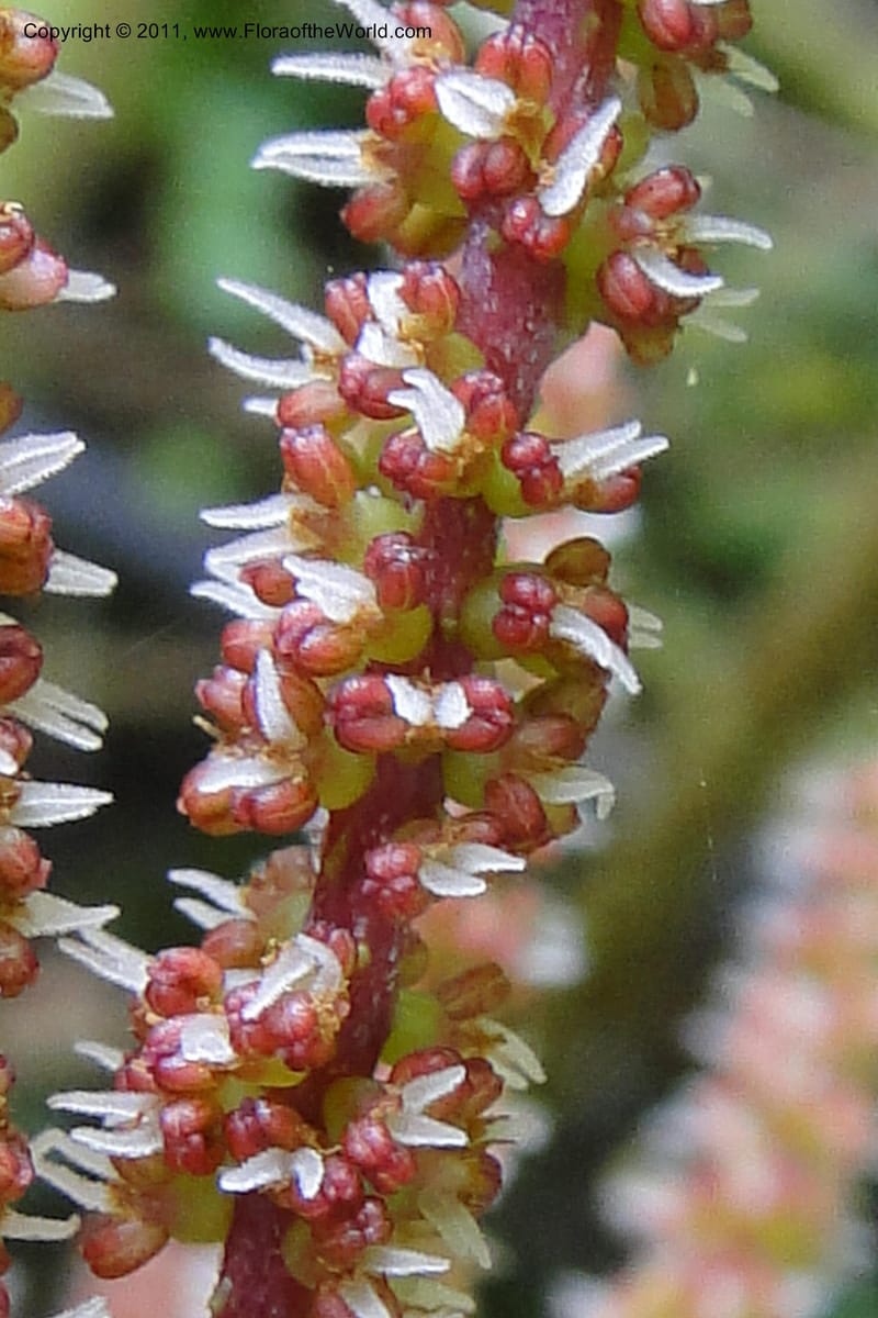 Gunnera brephogea, Ulloa 2180--Ecuador. Pichincha. Reserva Yanacocha. 11 Jun 2011. 311 (23).jpg