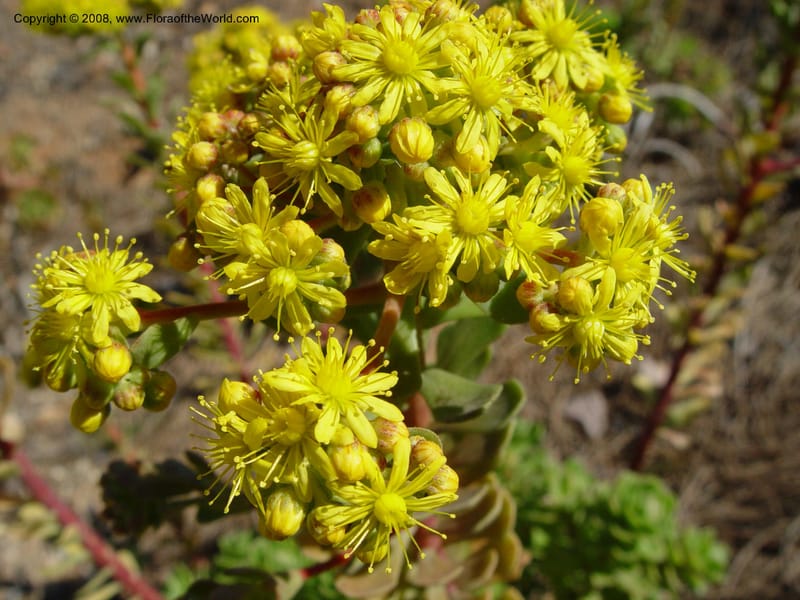 Aeonium spathulatum, 2003.0185--Spain. Barcelona Botanic Garden. 21 Apr 04.  184.jpg