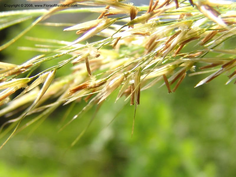 Stipa calamagrostis, S.43.1786--France. Paris. Jardin des Plantes. 4 Sep 07. 328.jpg