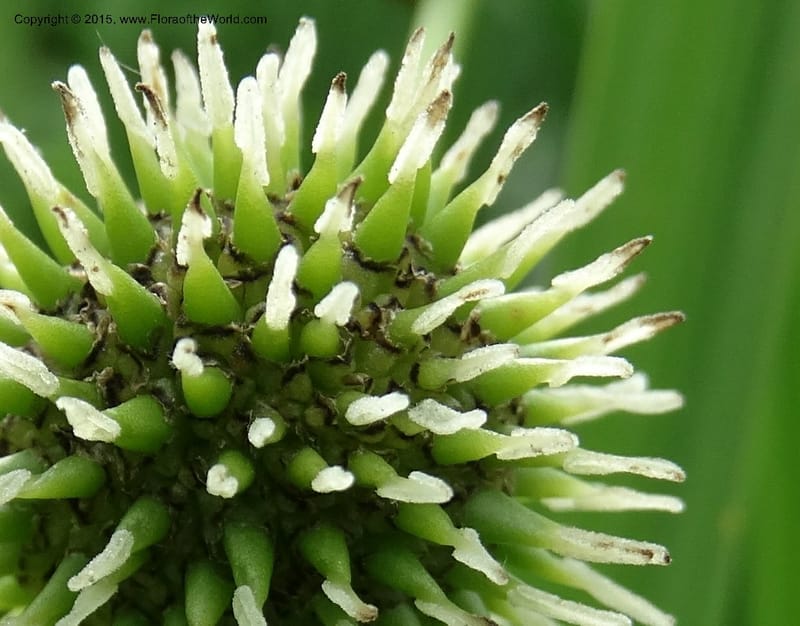 Sparganium neglectum, Davidson, C 12476--Georgia. Small town. 9 Jun 2014. DSC08167 (12).JPG