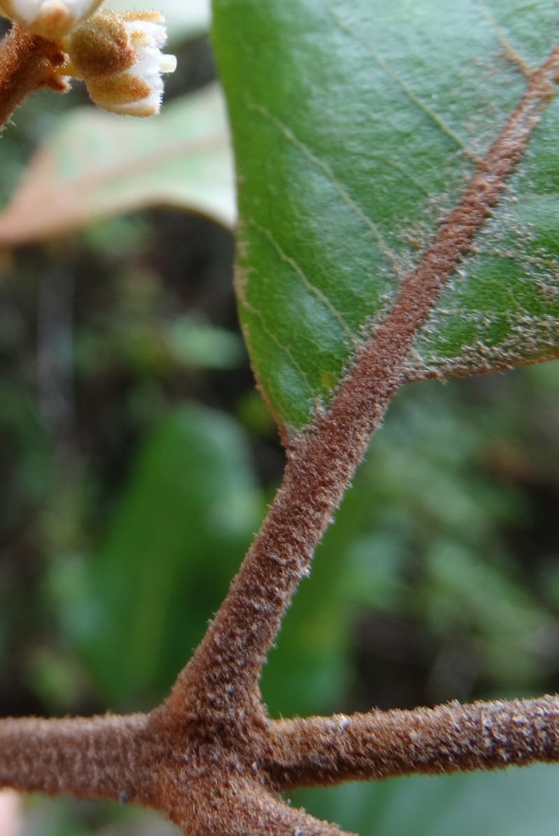 Storthocalyx sordidus, Callmander, M 1230--New Caledonia. Haute Robinson. 11 Nov. 2015. DSC00909 (68).JPG