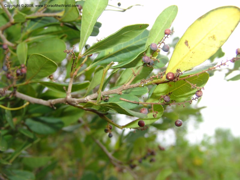 Rhus--Tanzania. Zanzibar. Jozani Forest to Paje Rd.. 17 Jul 0 (85).jpg