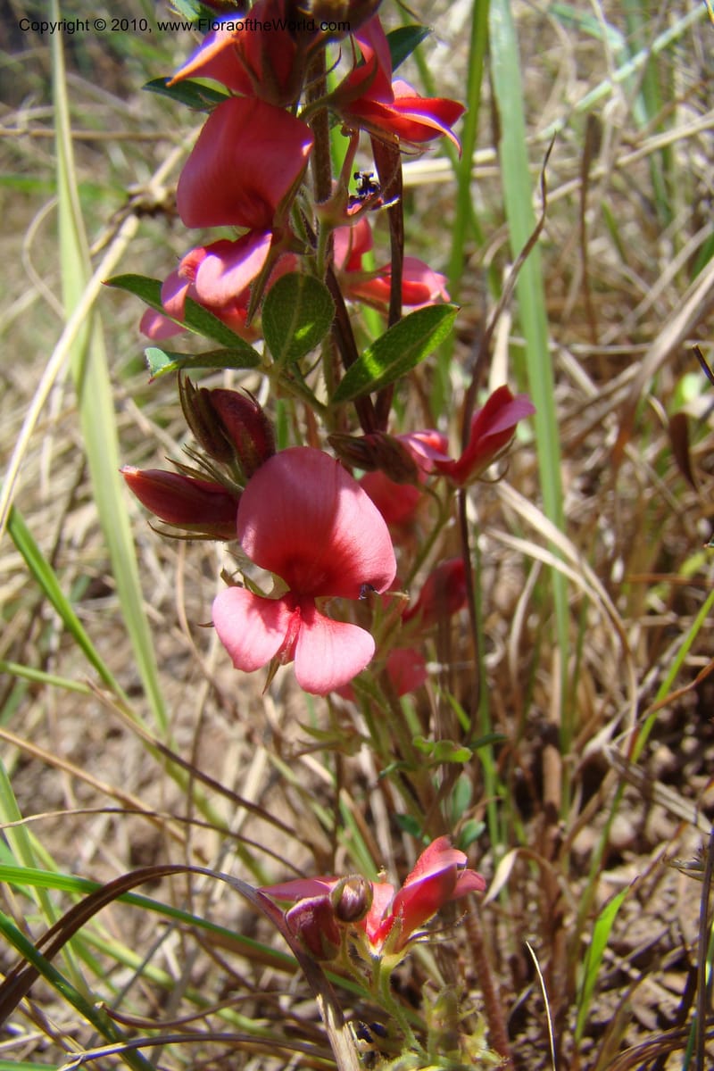 Indigofera setosa, D. Styles xx--South Africa. KwaZulu-Natal. Kloof Gorge, Durban. 29 Aug 09. 070 (10).jpg