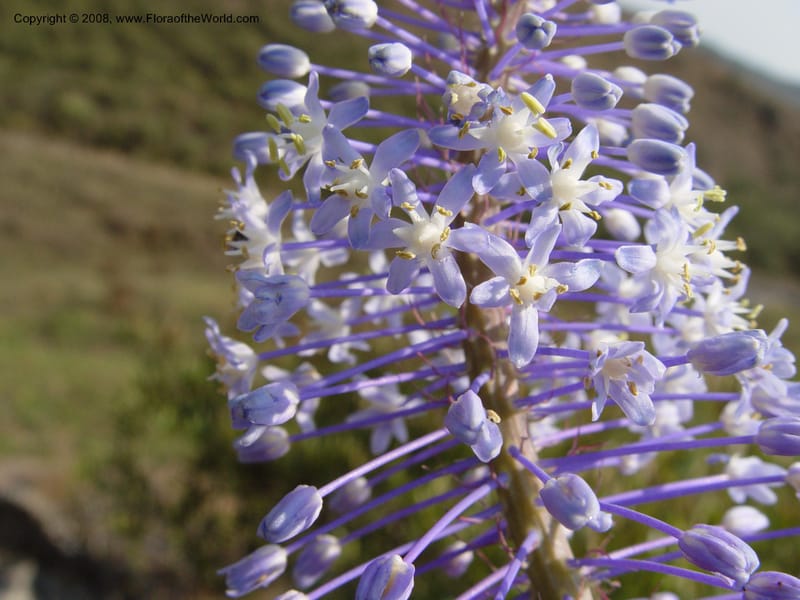 Scilla natalensis [Merwilla plumbea]--So. Africa. Drakensberg Mts. Giant's Castle. 4 Oct 03. 010.jpg