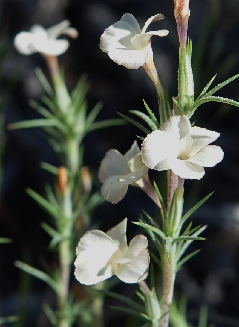 Leptodactylon pungens, C. Davidson 13670--ID. Hwy 20 W of Arco. Open basalt flow. 18 Jun 2017. DSC02519 (110).JPG