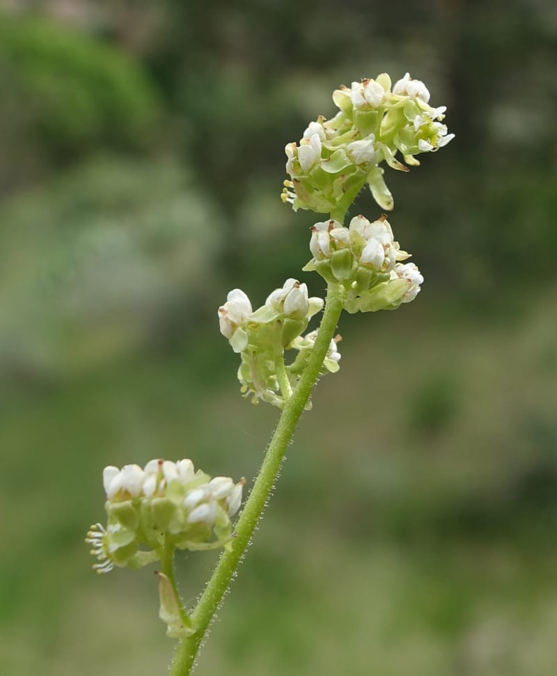 Micranthes oregana, C. Davidson 13615--CA. Modoc Co. Warner Mts. Hwy 299. 7 June 2017. DSC01455 (110).JPG