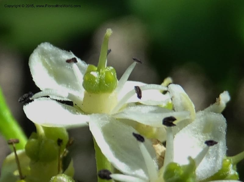 Pitavia punctata, Davidson, C 12801--Chile. L-30-M to Constitution. Jct to Empedrado. 25 Nov 2014. DSC07670 (34).JPG