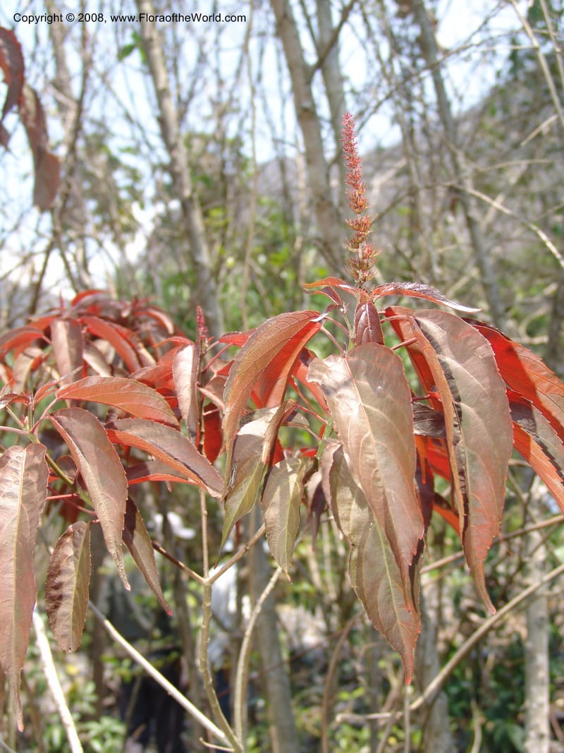Acalypha, AAraujoM2966-Bolivia. N of Apolo. Rio Machariapu. 18 Sep 06.  259.jpg