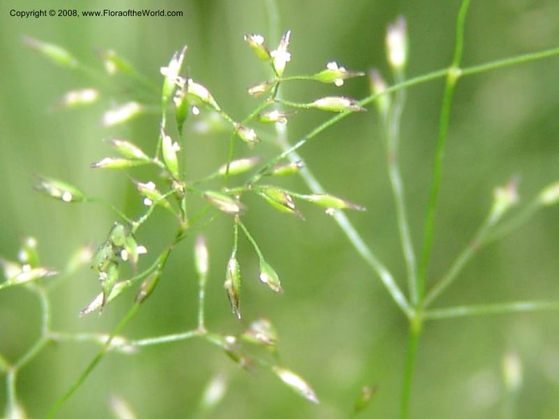 Agrostis scabra, CDavidson11119--ID. Adams Co. For. Serv. Rd. 453, to Goose Lk. 20 Jul 07. 232.jpg
