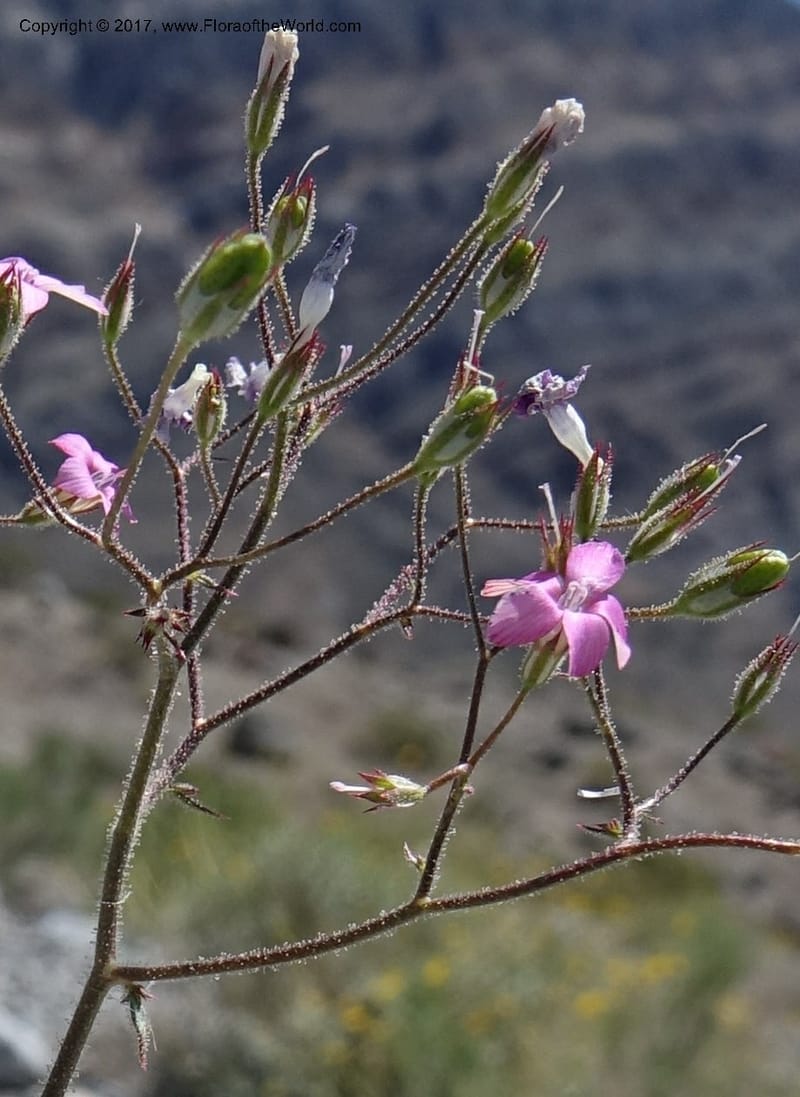 Gilia latifolia, Davidson, C 13078--California. Inyo Co. Last Chance Mts. 16 Apr 2016.  (137).JPG