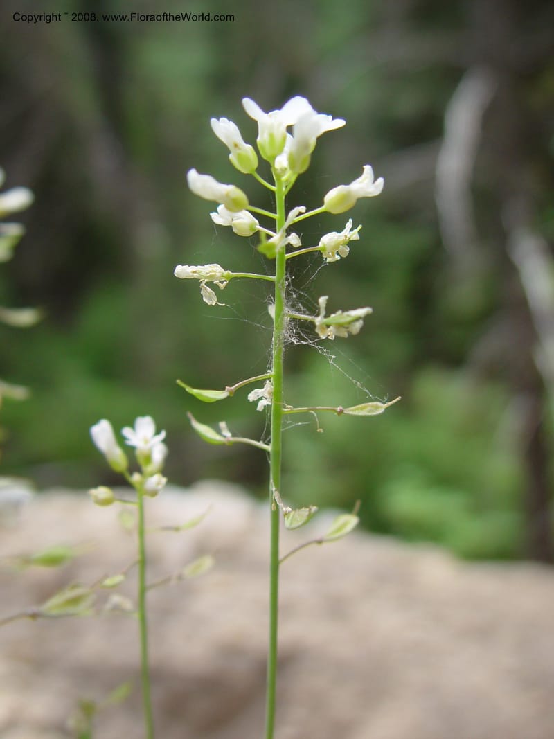 Thlaspi fendleri, CDavidson10992--ID. Idaho Co. Ca. 30 mi N of McCall. 12 Jun 03. 025.jpg
