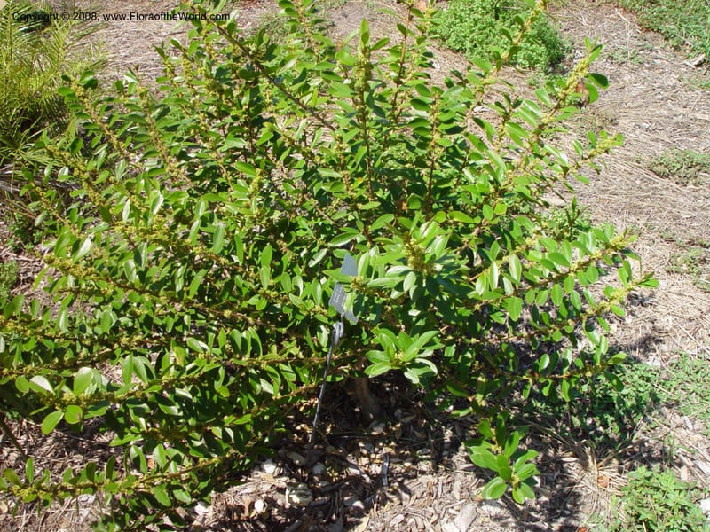 Buxus vahlii--FL. Fairchild Trop. Gard. 8 Apr 03. 240.jpg