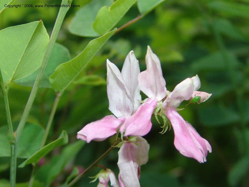 Indigofera kirilowii--IL. Chicago. Morton Arboretum. 1 Jul 05. 183.jpg