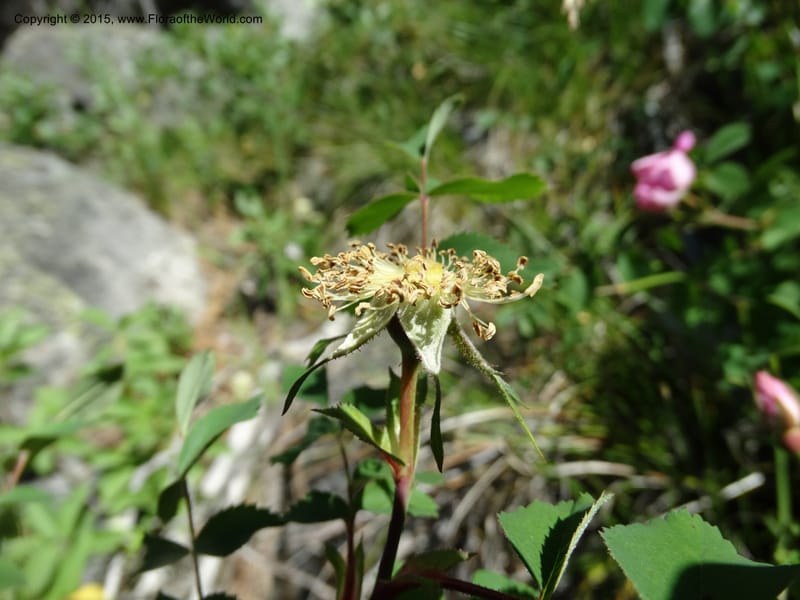 Rosa nutkana, Davidson, C 12515--Idaho. Valley Co. Payette Lake, Sylvan Beach. 18 Jun 2014. DSC09162 (10).JPG