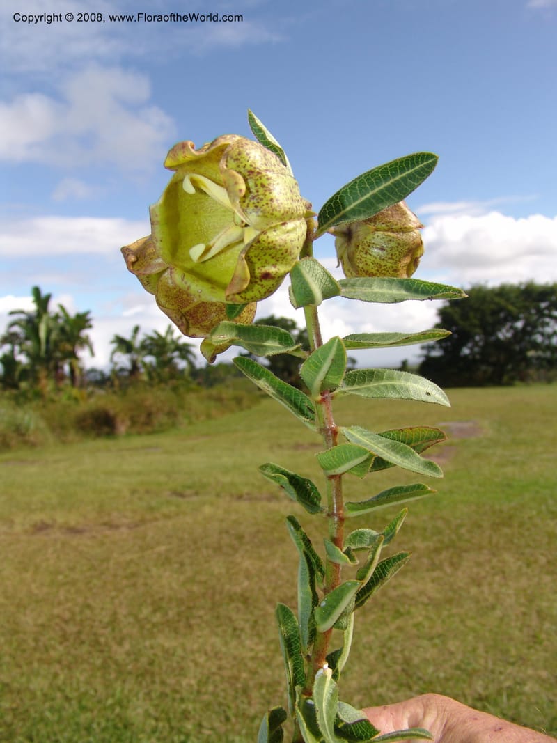Pachycarpus grandiflorus--So.Africa. E. Cape. Umtamvuna Nat. Res. 11 Mch 05. 358.jpg