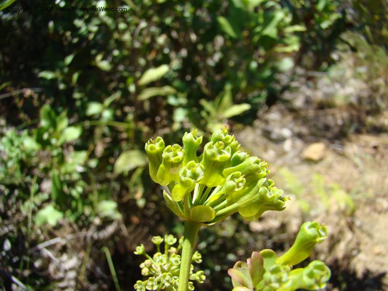 Myodocarpus involucratus, PLowry6878--N.Caled. Dumbea Dam in Dumbea Riv, S of Noumea. 11 Nov 07. 130.jpg