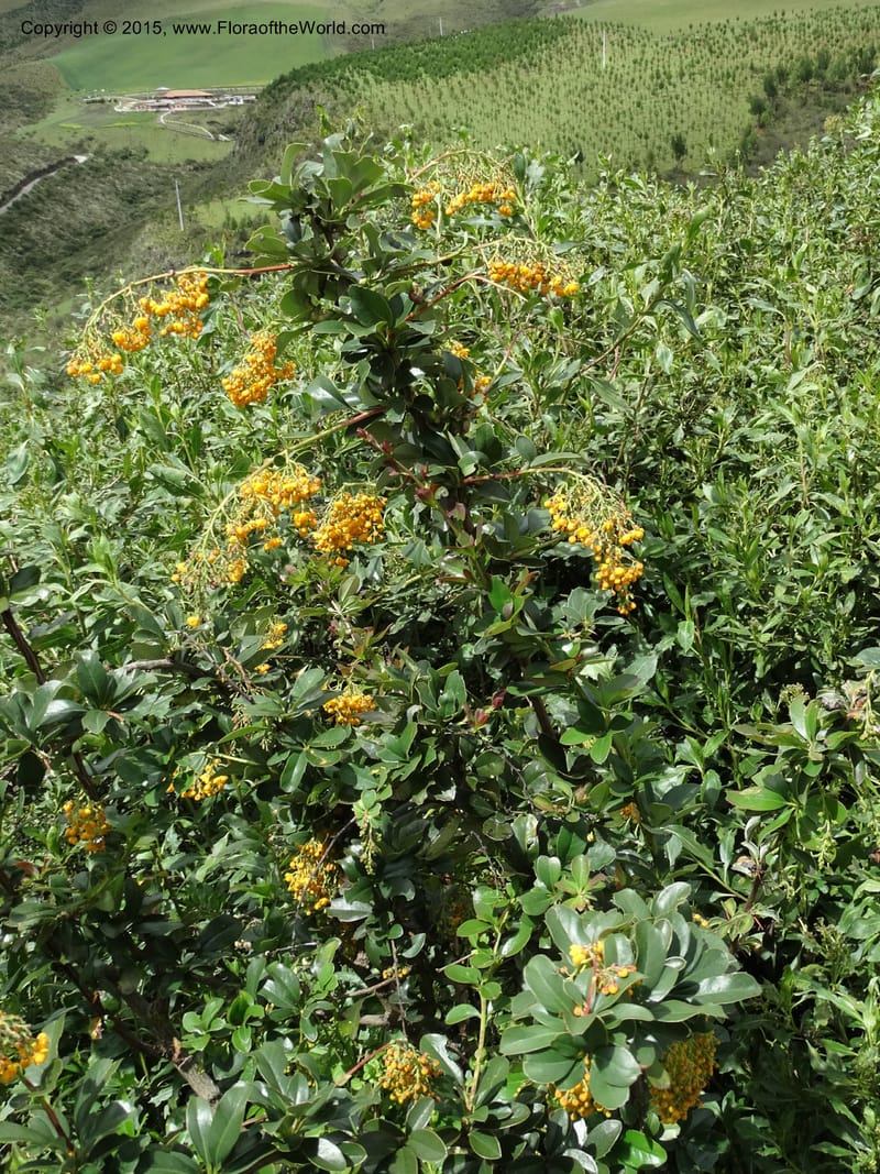 Berberis jamesonii, Ulloa, C 2504--Ecuador. Antesana. Lga. Sta. Lucia. 24 Apr 2015. DSC02778 (127).JPG