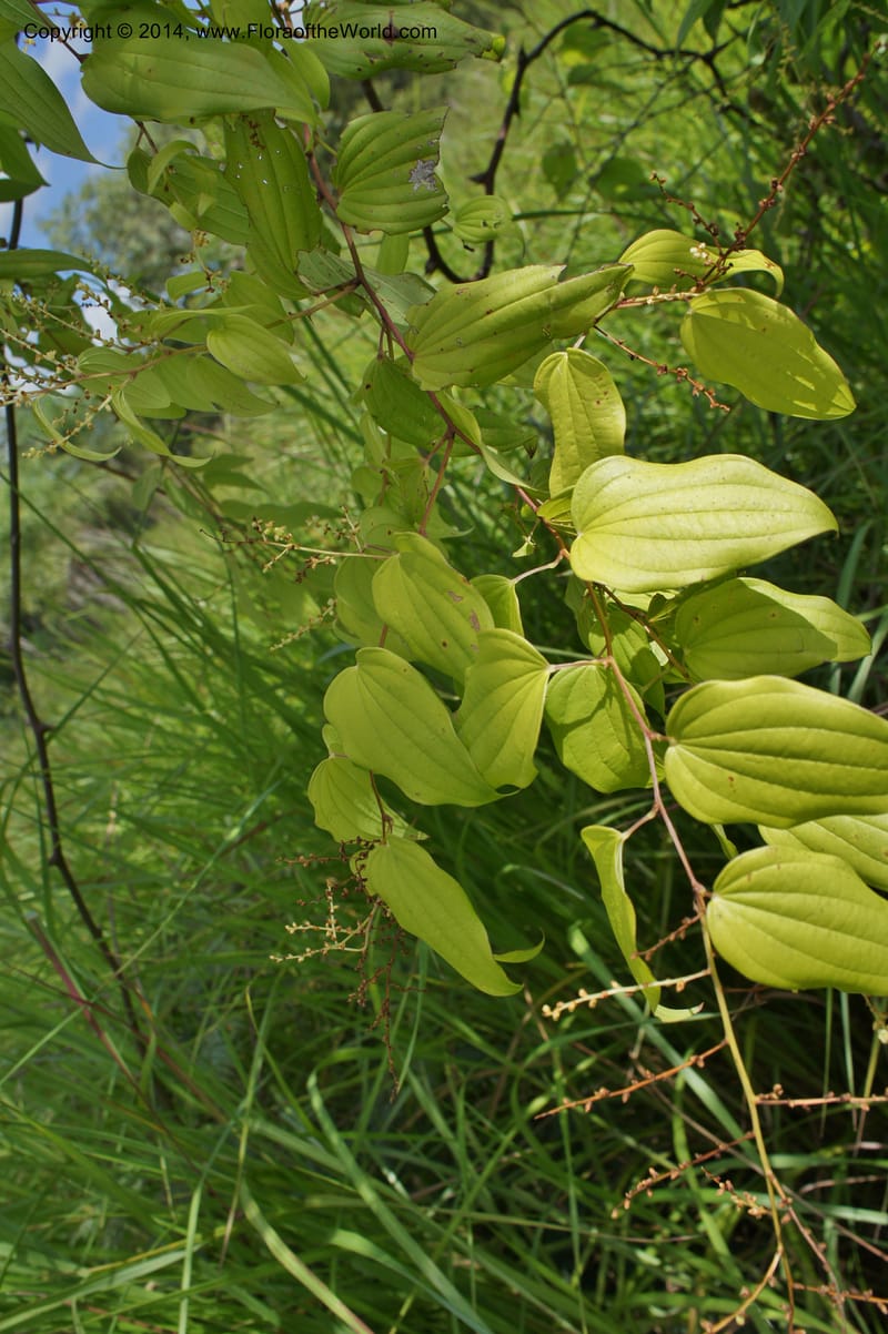 Dioscorea, Stevens,  W. D 31168, Garay Cue, 19 Mar 2011 4554 (7).JPG