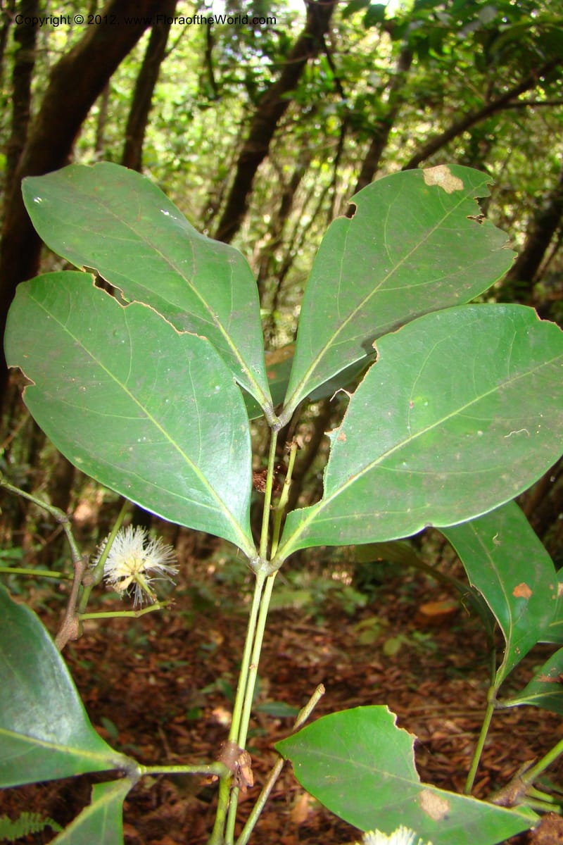 Archidendron, Regalado 1747--Viet Nam. Thua Thien Hue Prov. Phu Loc Distr. Bach Ma. 13 Apr 09. 333.jpg