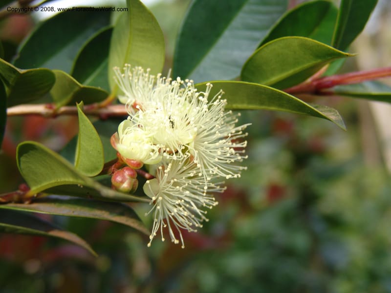 Syzygium guineense ssp. barotsiensis--Kenya. Limuru. Garden of Sue Brown. 10 July 04. 089.jpg