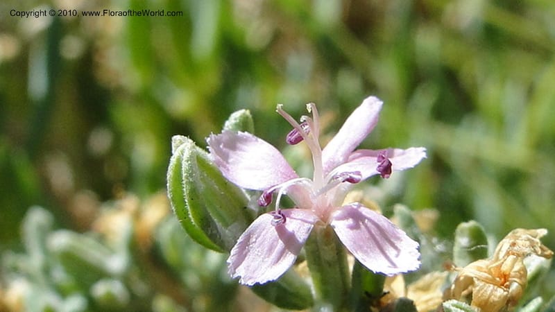 Frankenia salina, C. Davidson 11807--CA. Alameda Co. East Bay. 2 Sept 2010. 320 (41).jpg