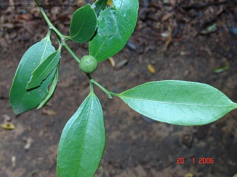 Celtis bifida, Not collected-Madagascar, Berenty, 21 Jan 2006  020 (7).jpg