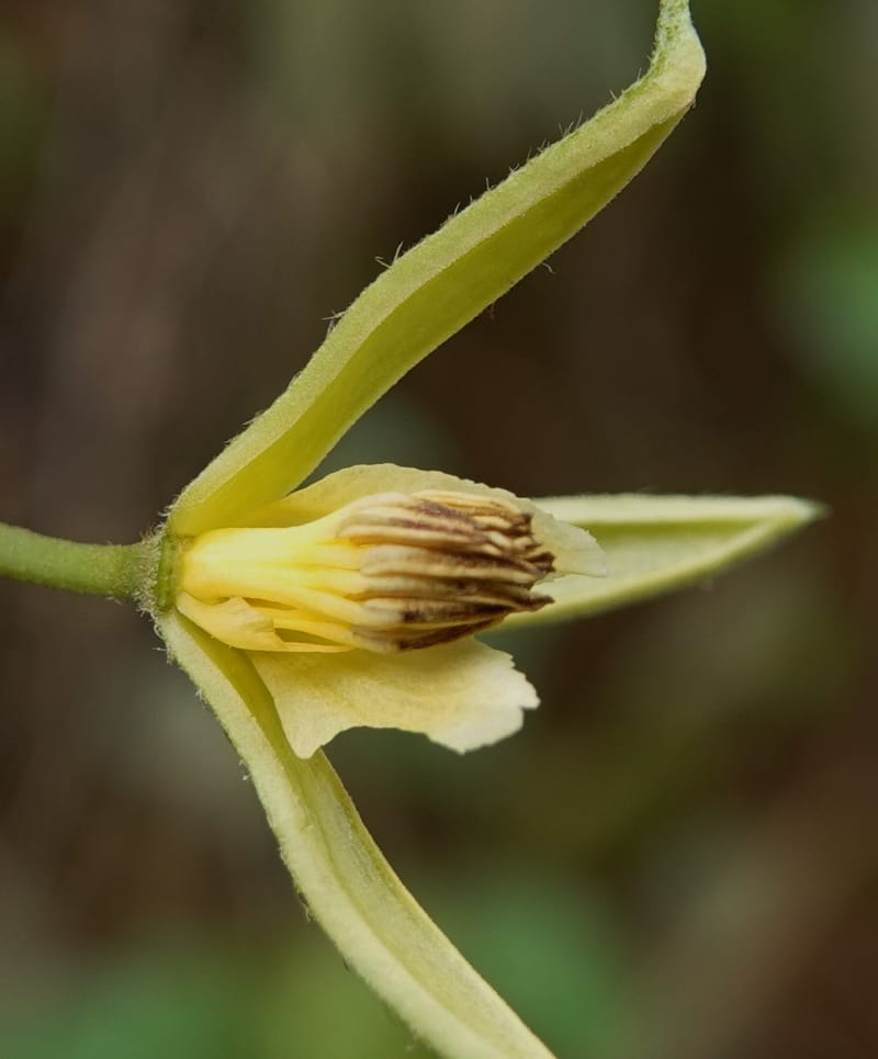 Grewia, C. Davidson 14070--Gabon. Maurel and Prom Rd. 24 Oct 2019. DSC02146 (44).JPG