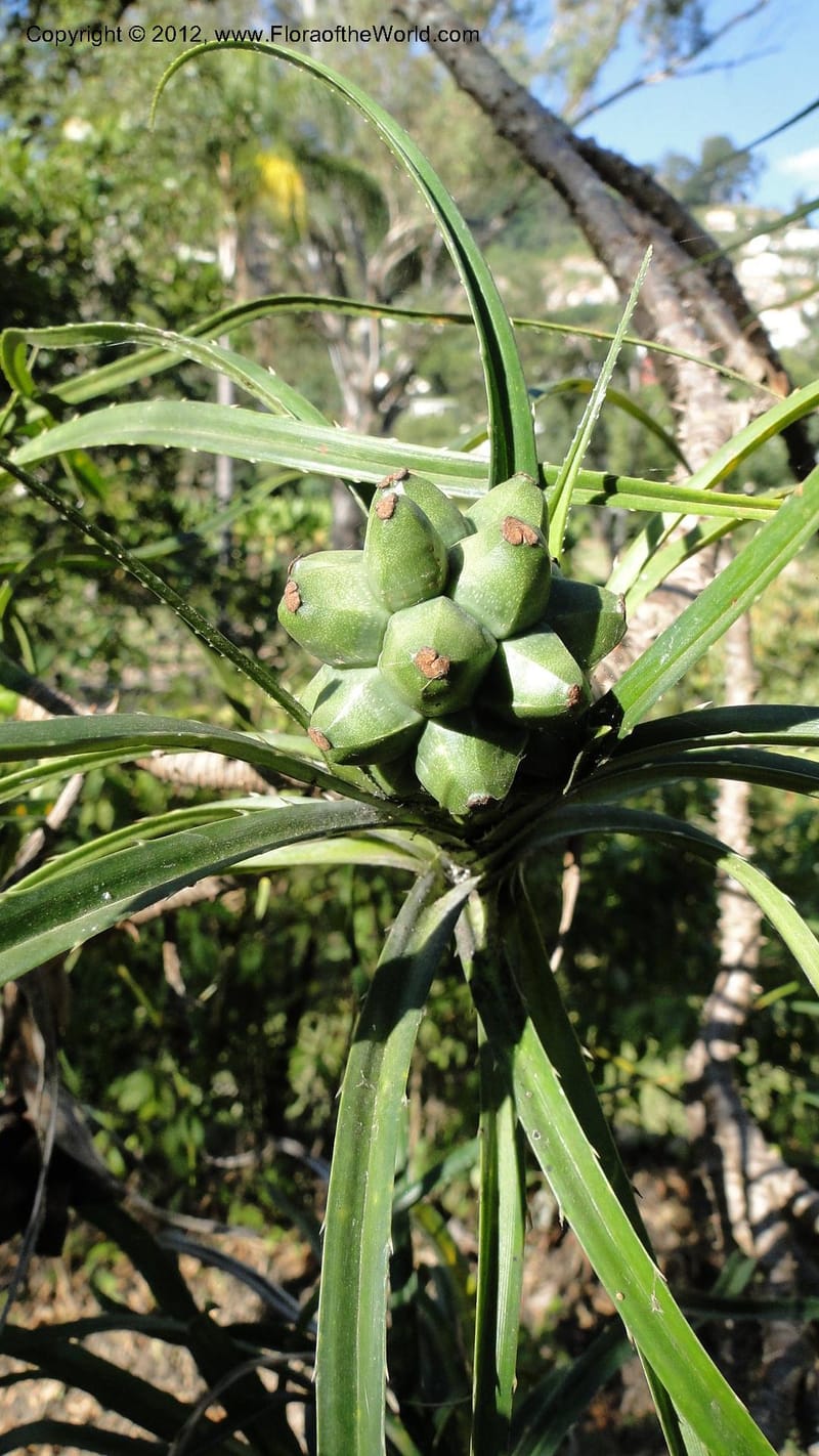 Pandanus dyckioides--Madagascar. Tsimbazaza. 30 April 2010 023 (3).jpg
