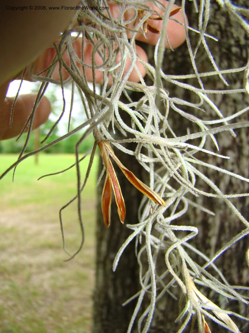 Tillandsia usneoides, CDavidson11164--TX. Walker Co. Newport Village Rd. 27 Apr 08. 150.jpg