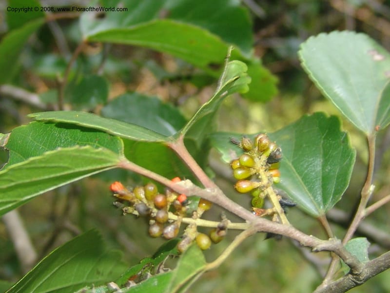 Trimeria grandifolia--So.Africa. Mpumal. Buffelskloof Private Nat. Res. 17 Mch 05. 212.jpg