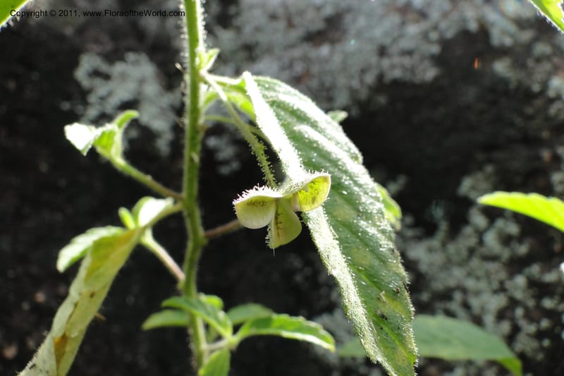 Piriqueta, W. D. Stevens 31169--Paraguay. Edo. Concepcion. Garay Cue. 19 Mar 2011. 521 (8).jpg