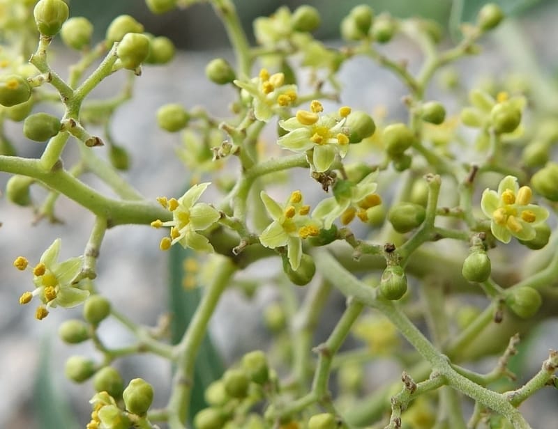 Schinus areira, Fortunato 13200--Argentina. Hwy 150 S of San Augustin. 9 Feb 2018. DSC09845 (70).JPG