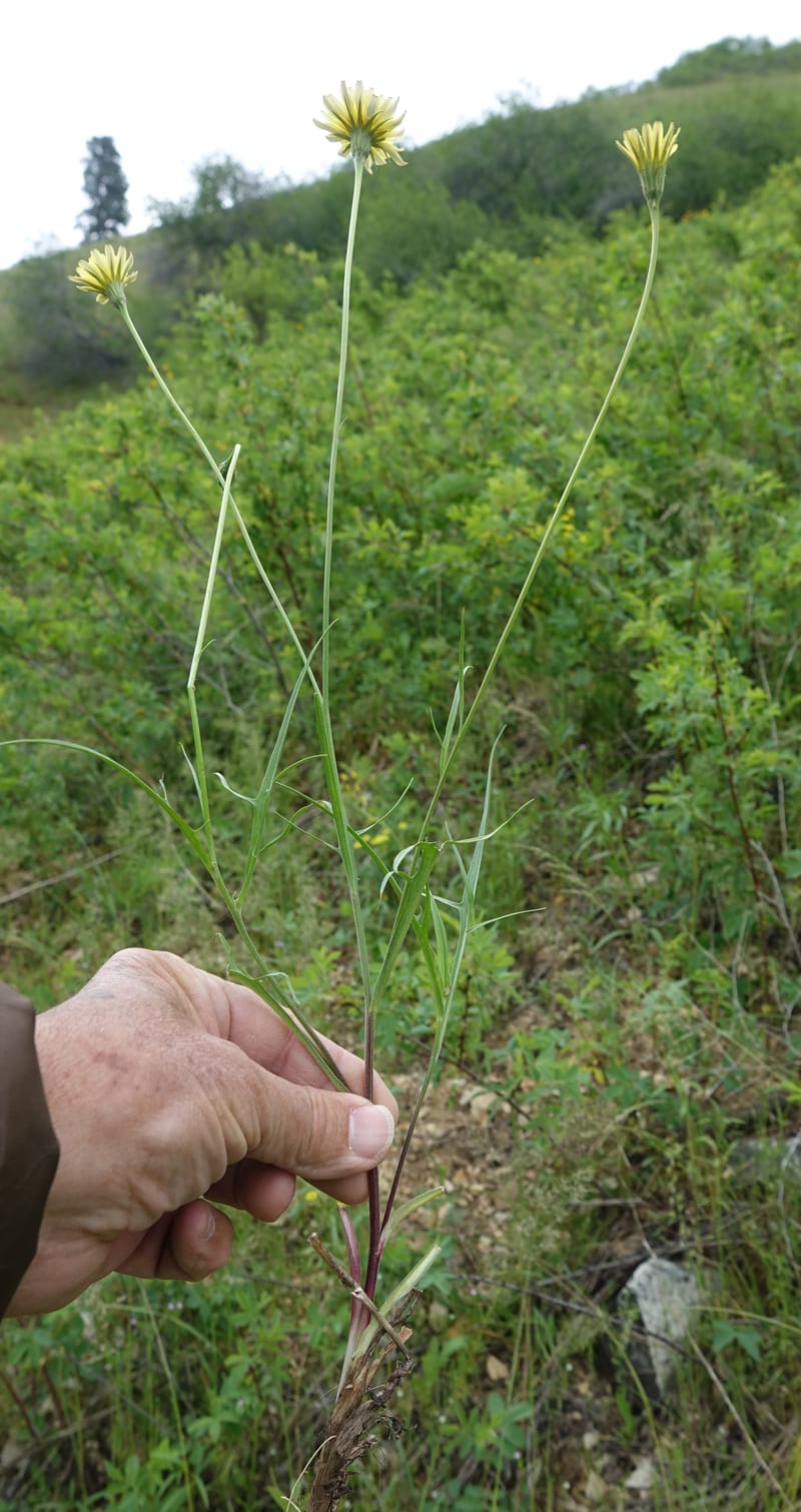 Microseris nutans, C. Davidson 13583--ID. Boise Co. Scott Mtn. L.O. Rd. 25 May 2017. DSC00708. JPG (245).JPG