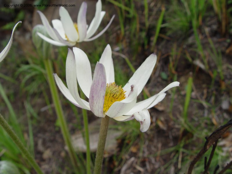 Anemone fanninii--So. Africa. Drakensberg Mts. Giant's Castle. 3 Oct 03. 002.jpg