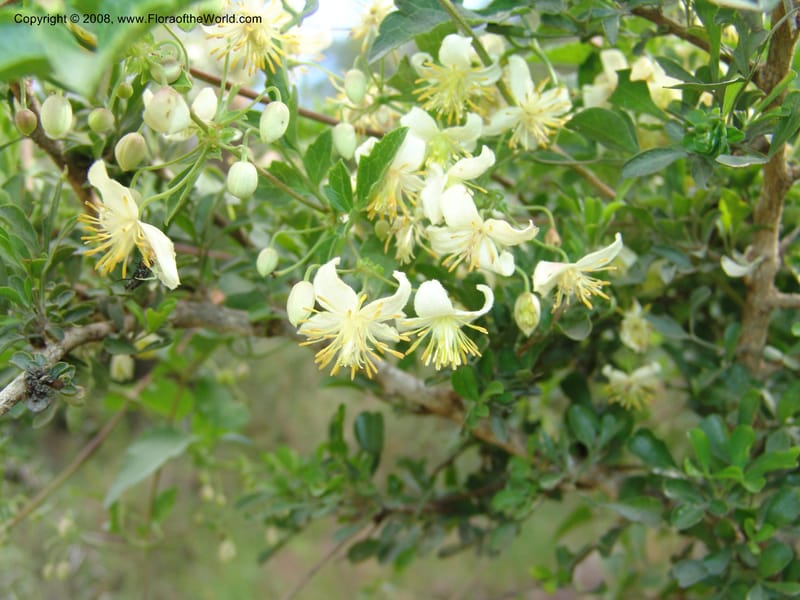 Clematis brachiata--So.Africa. E. Cape. Waringham Farm, Quanti Area, Stut. 8 Mch 05. 445.jpg