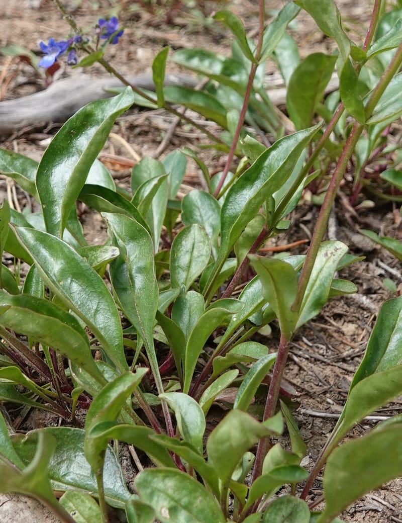 Penstemon albertinus, C. Davidson 13840--ID. Shoshone Co. Freezeout Rd. FR 301. 10 Jul 2018. DSC06582 (260).JPG