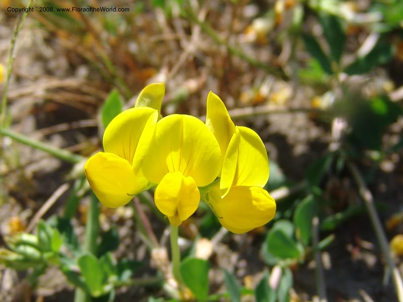 Lotus corniculatus, CDavidson10964--ID. Valley Co. For Serv Rd. 432, to Crestline Trail.  25 Jul 06. 007.jpg