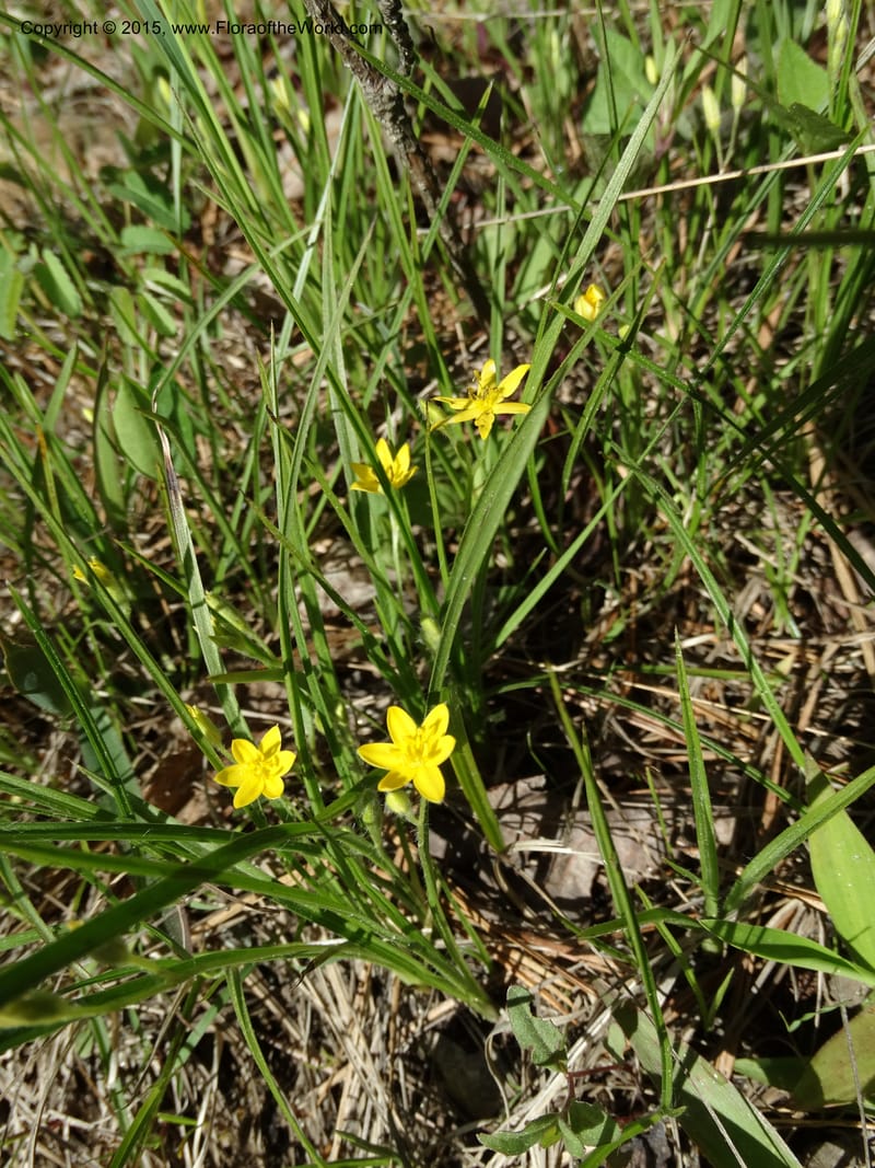 Hypoxis hirsuta, Davidson, C 12977--North Carolina. Clay Co. Buck Cr. 13 May 2015. DSC04619 (119).JPG