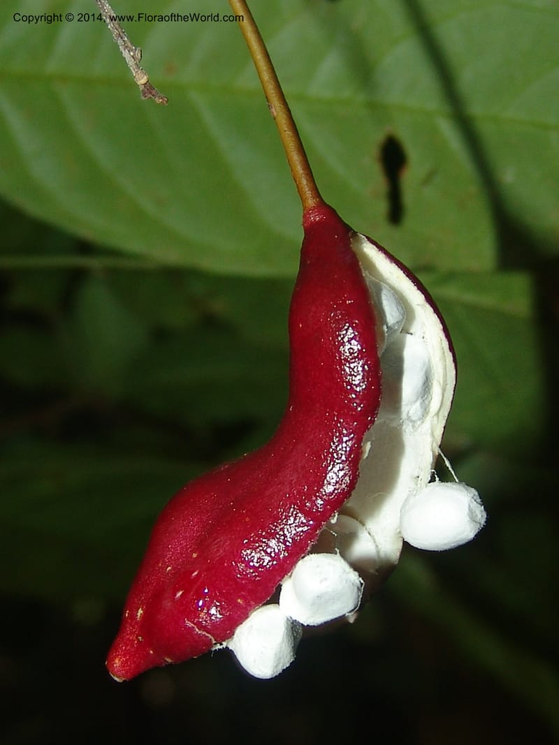 Capparis sola, Farfan 812--Peru. Edo. Madre de Dios. Laguna Valencia. 22 Oct 05. 255.jpg