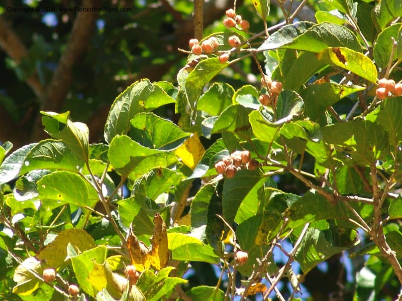 Croton--So.Africa. KZN. Scottburgh, S of Durban. 12 Mch 05. 014.jpg