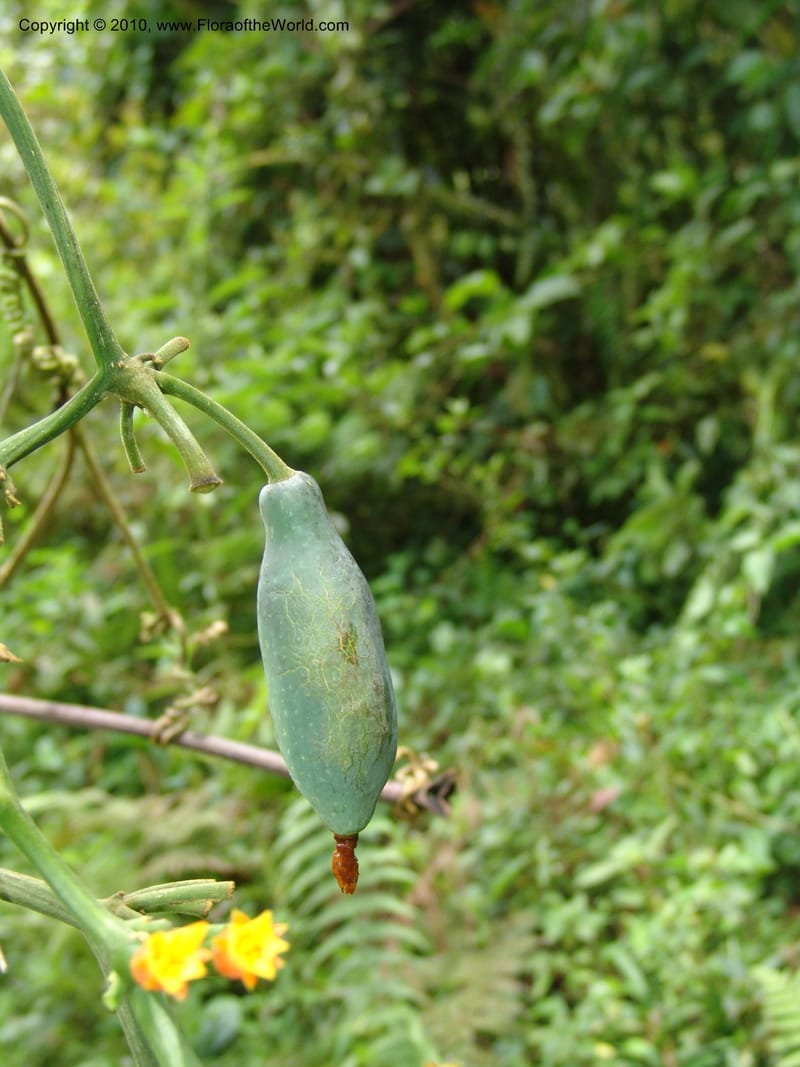 Gurania, Croat 95925--Ecuador. Edo. Pichincha. Bosque Nublado Sta. Lucia. 14 Mar 06. 395.jpg