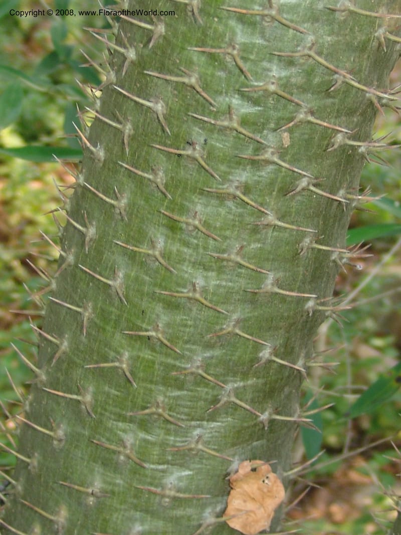 Pachypodium lamerei--So.Africa. Lowveld Nat. Bot. Gard. 14 Mch 05. 265.jpg