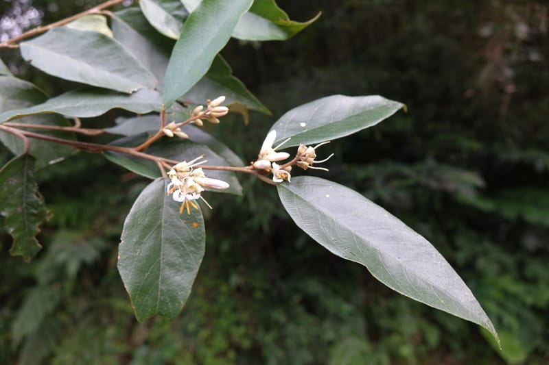 Styrax suberifolia, Chung Kuo-Fang 3354--Taiwan. Wulai Distr. Wulai village. Chia Jiao Liao. 19 May 2016.  (31).JPG