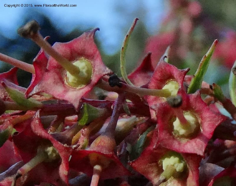 Escallonia callcottiae, Ricci, M --Chile. Juan Fernandez. SJB. 21 Feb 2015. DSC08963 (88).JPG